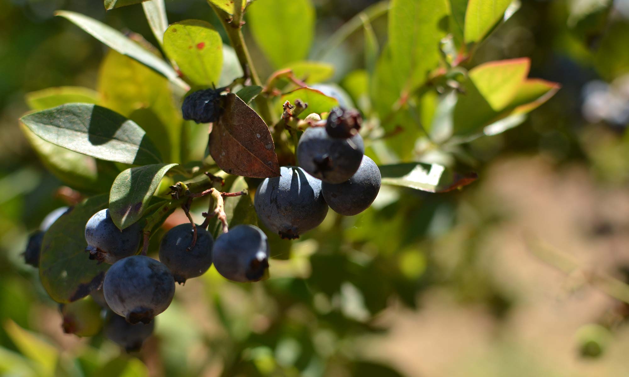 blueberries