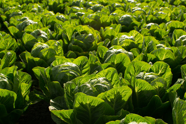Field of Artisan Romaine