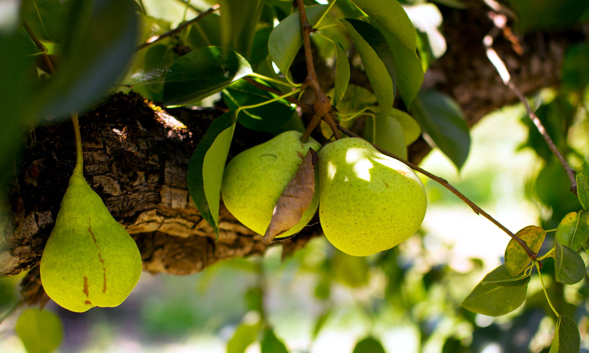 Bartlett pears