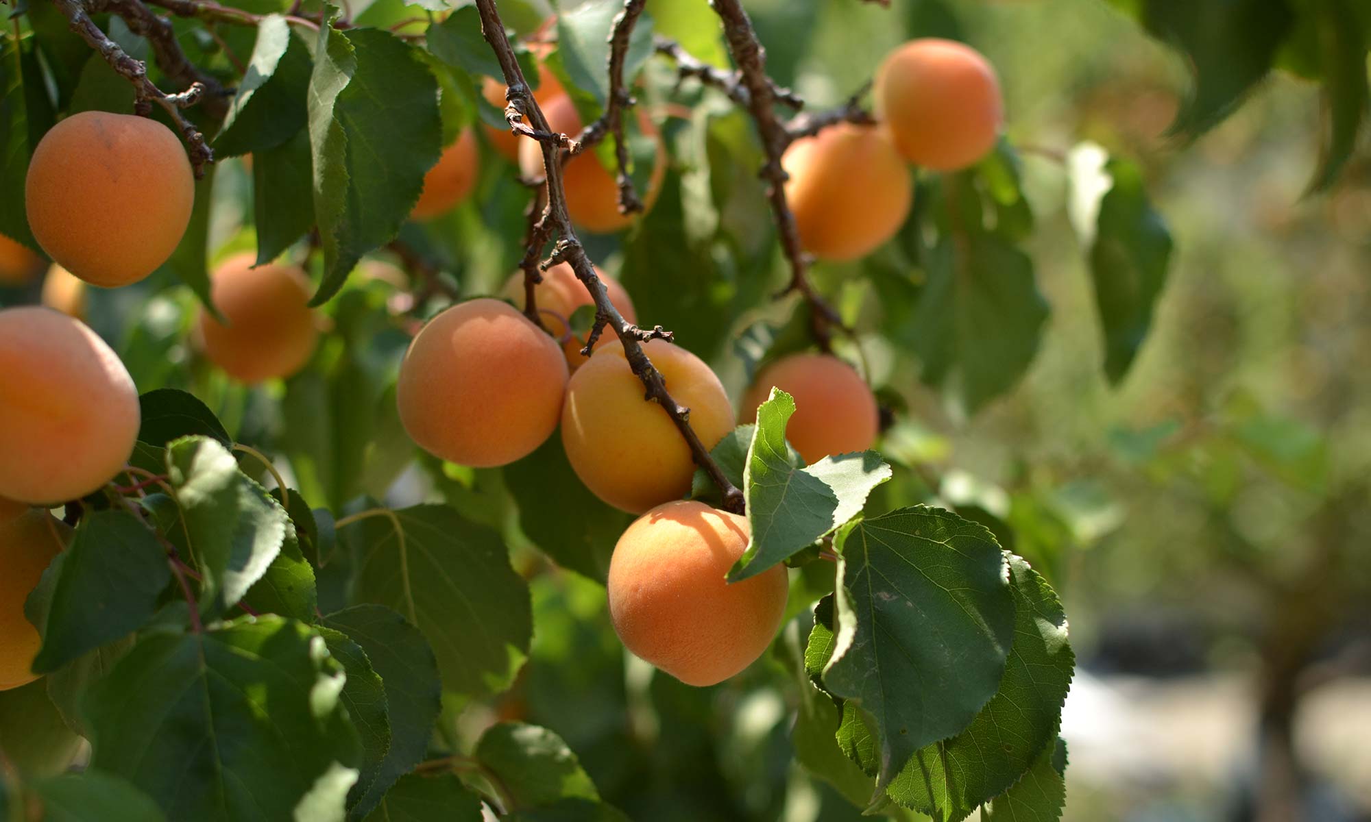 Blenheim apricots