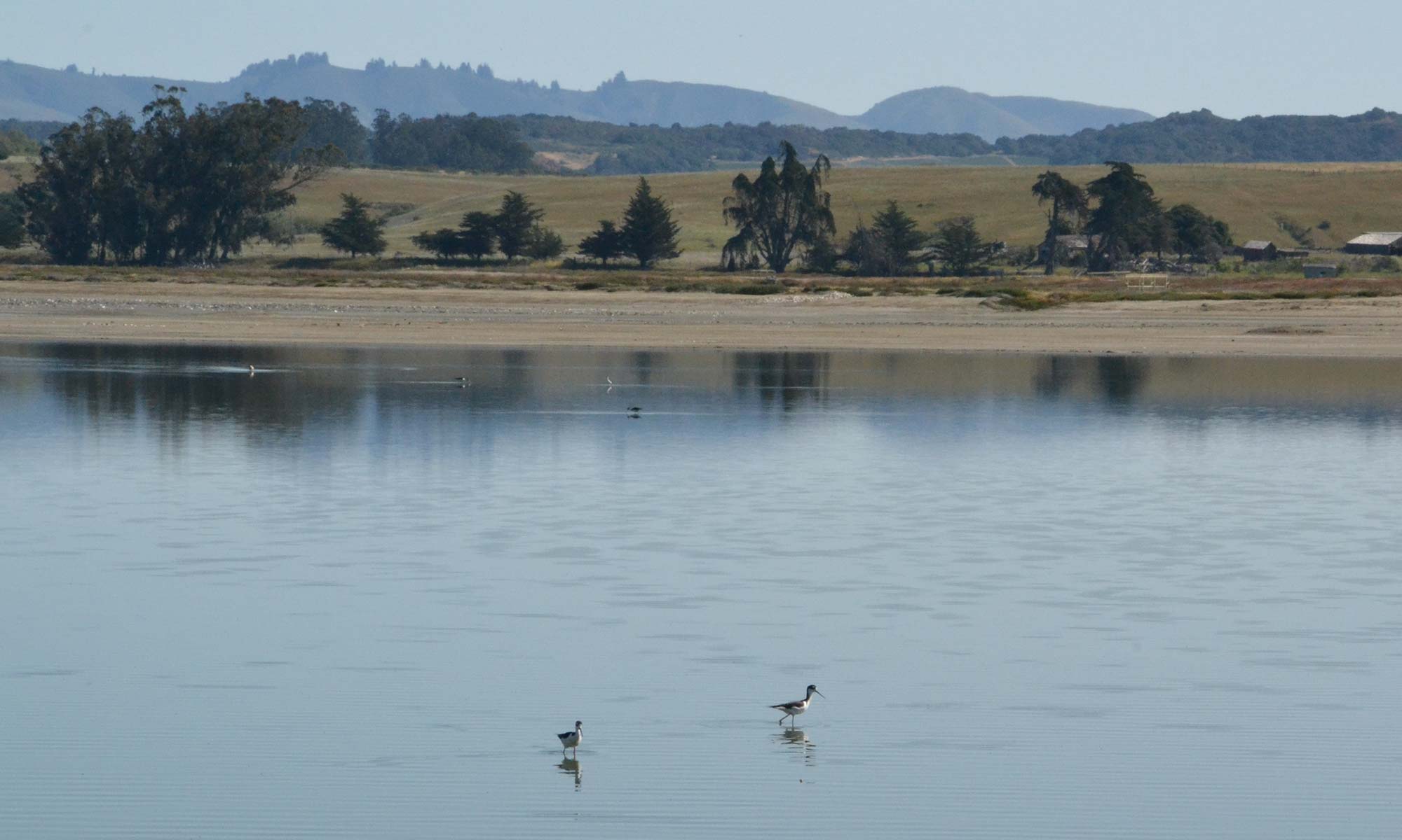 Elkhorn slough